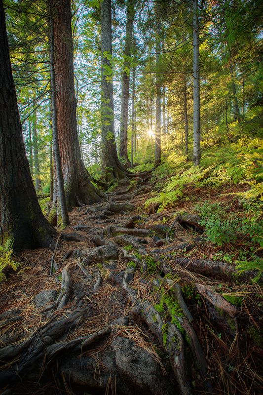 тропа, корни, деревья, солнце, осень, листья, листва, камни, мох Тропа к Солнцу фото превью