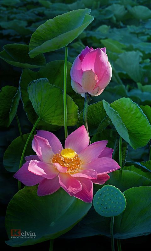 Sen Hồng фото превью