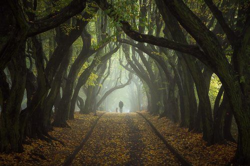 Hornbeam avenue