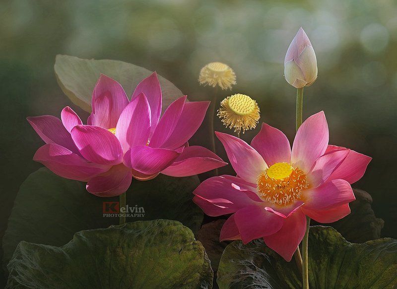 Sen Hồng фото превью