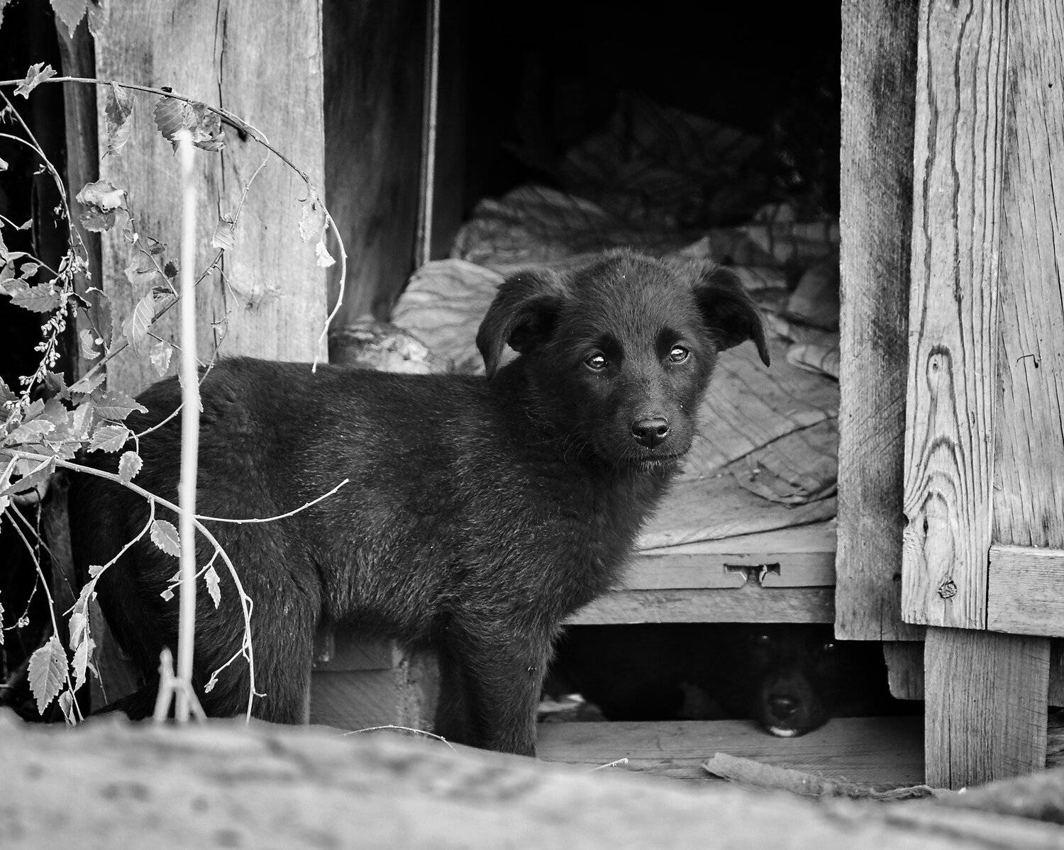 , Олег Богданов