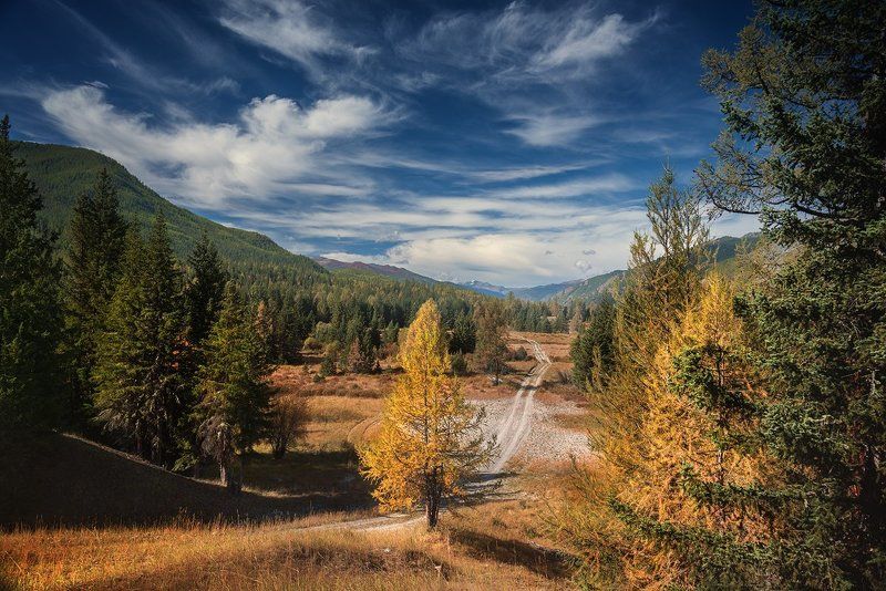 пейзаж, природа, лес, иайга, осень, желтый, зеленый, синий, дорога, горы, Алтай, большой, красивая, высокий, путешествие Самаха фото превью