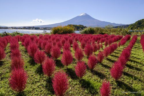 Kochia in Autumn color