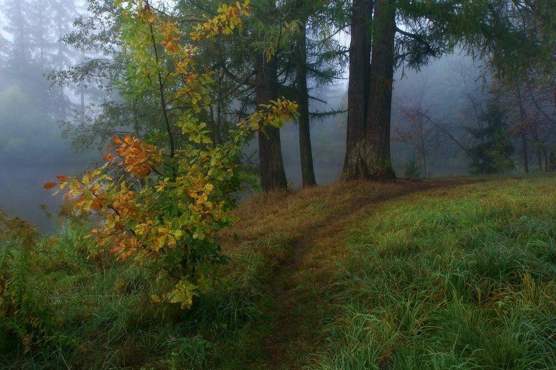 Тропинка в туман фото превью