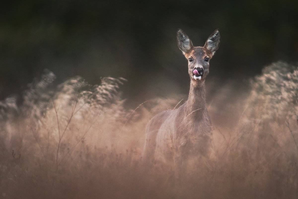 roe,deer,wildlife,animal, Wojciech Grzanka