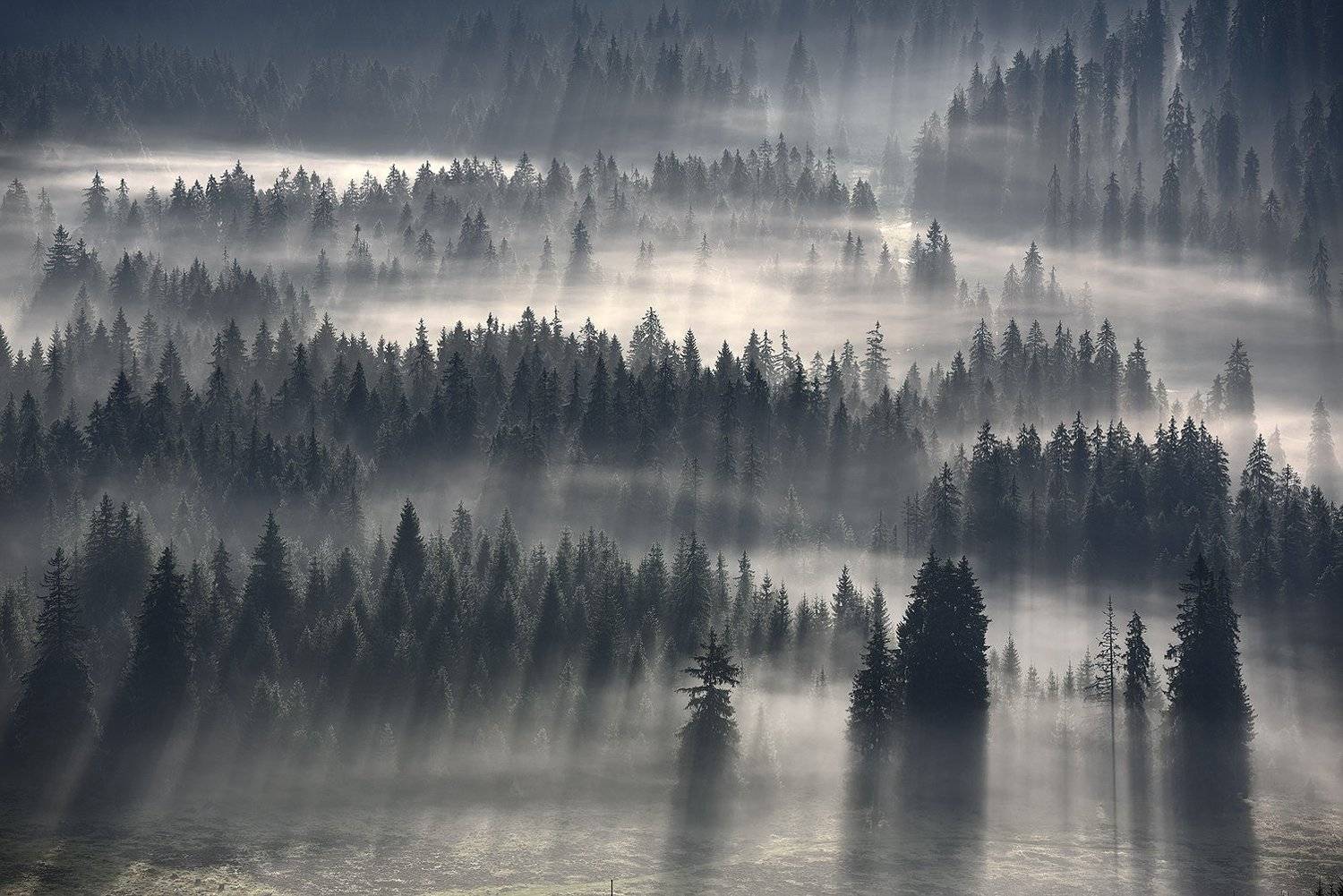 Лес, Лес туман, Леонид Закревский
