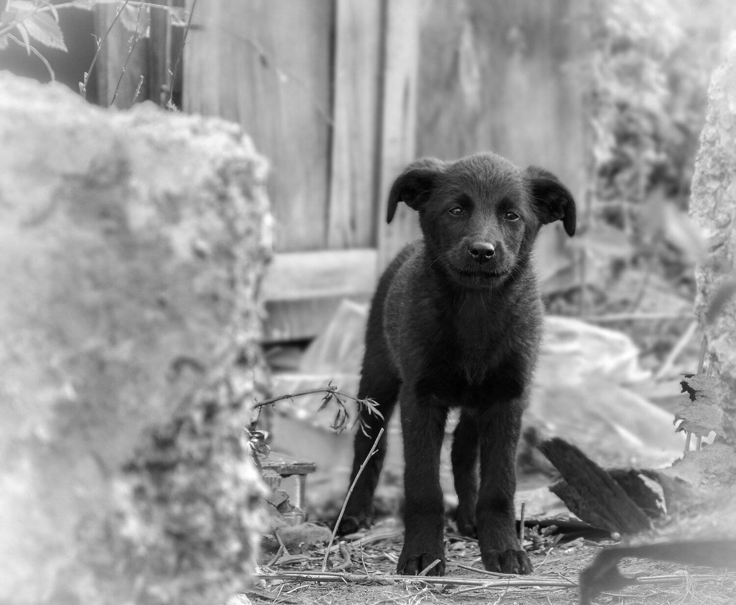 , Олег Богданов