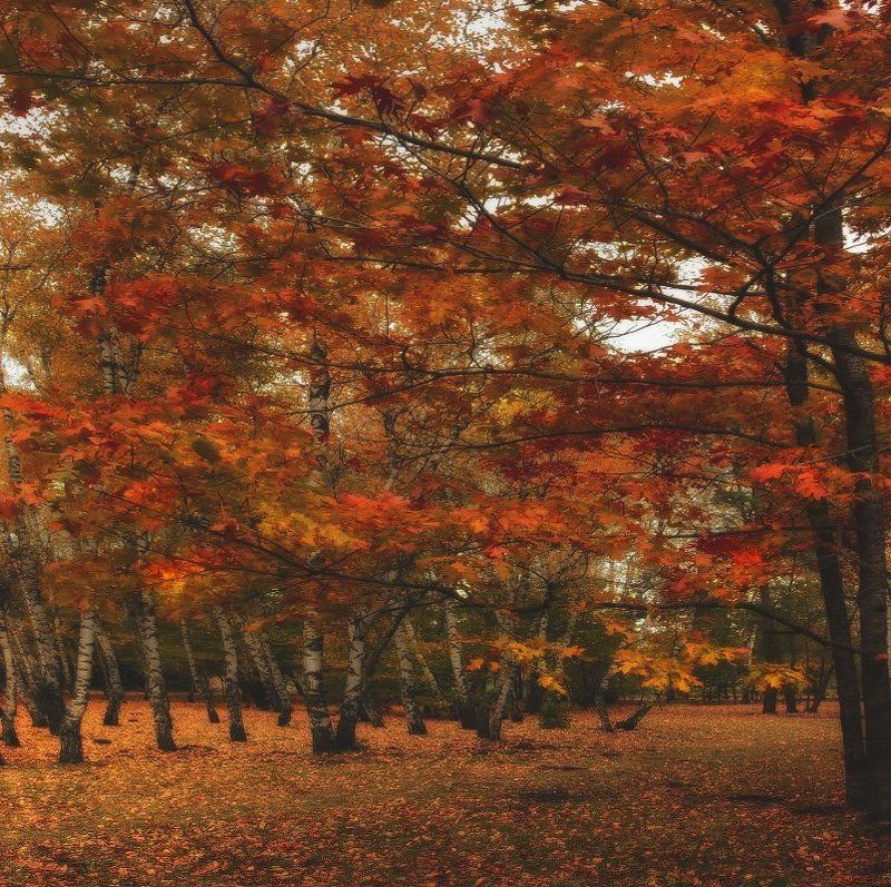 *** фото превью