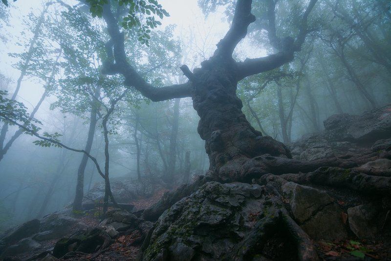 ай-петри, крым Клён Стевена фото превью