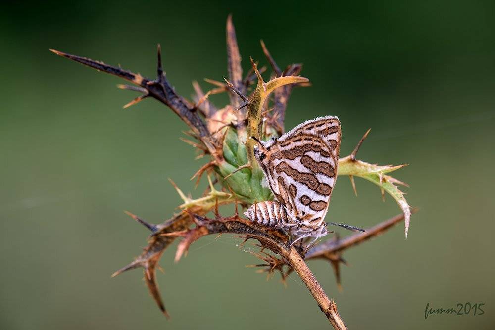 , Игорь ФУММ