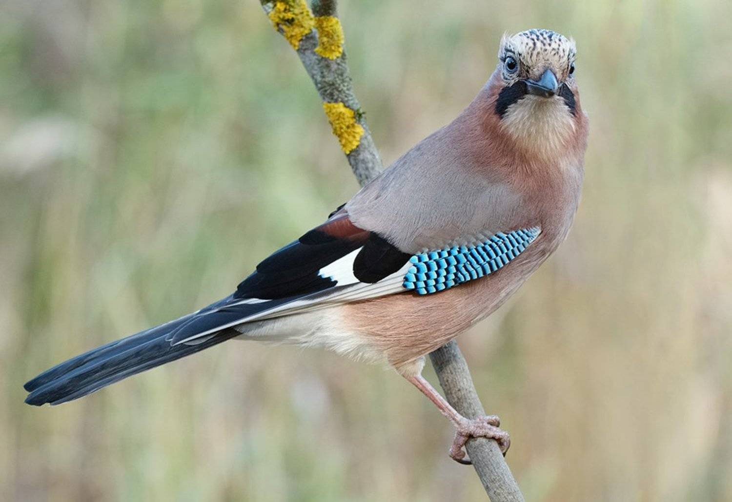 сойка, Alexey Gnilenkov