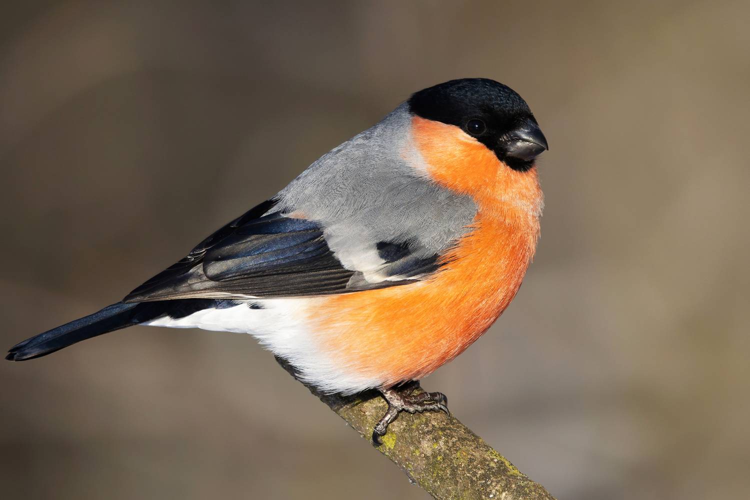 снегирь, птицы, фото птиц, pyrrhula pyrrhula, Александр Шипиленко
