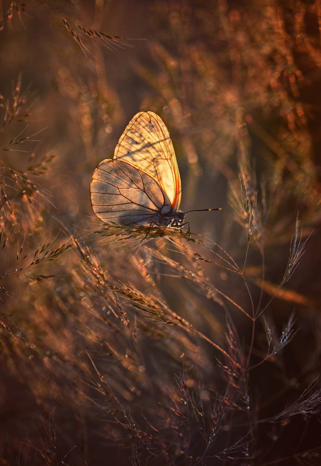 , Герчев Николай