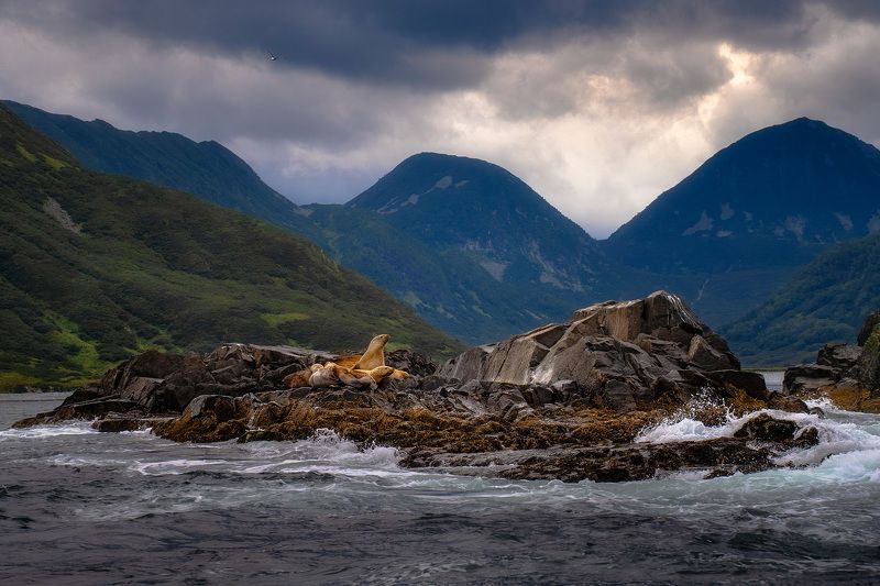 Лежбище фото превью