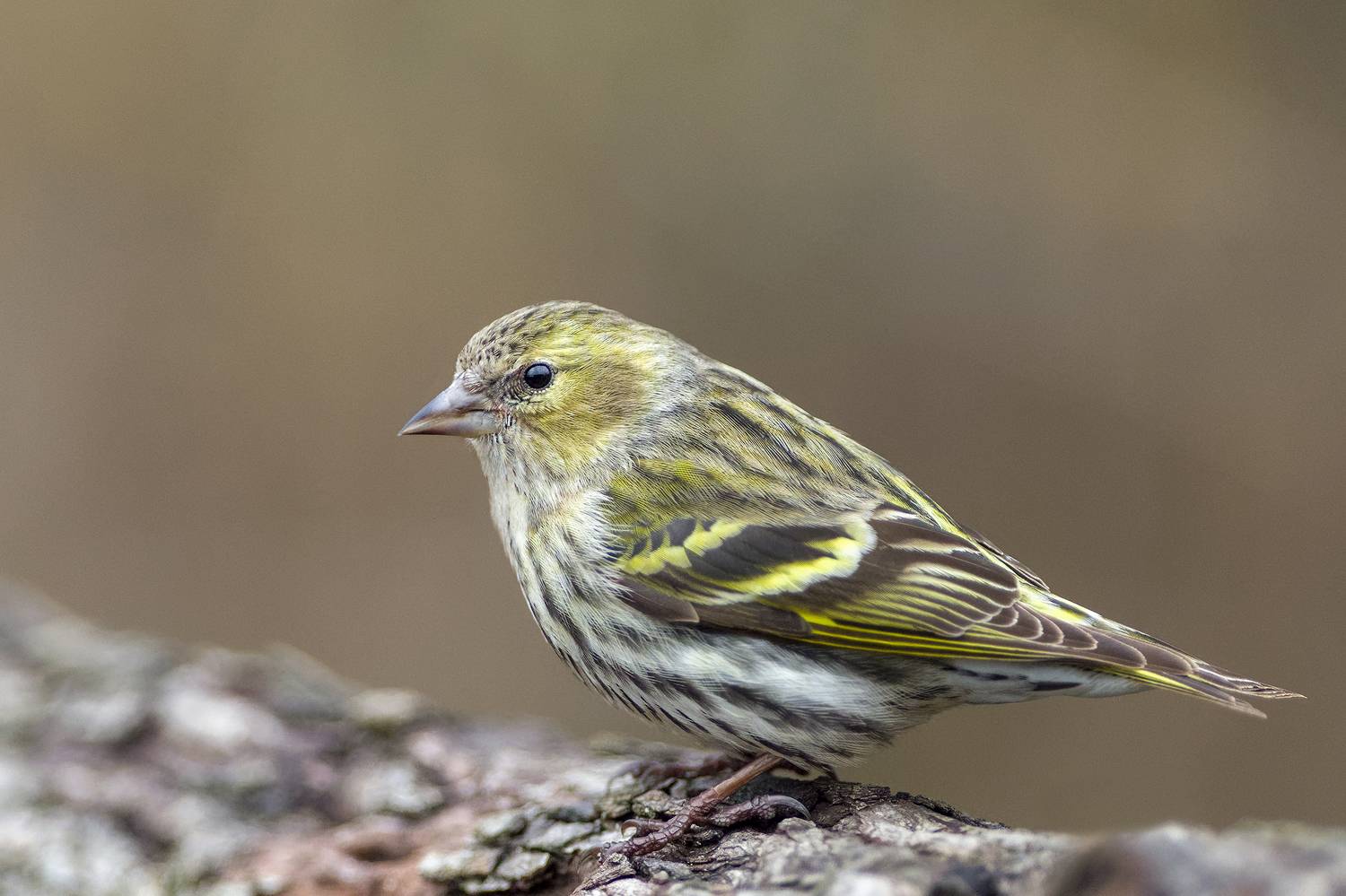 , Евгени Стефанов