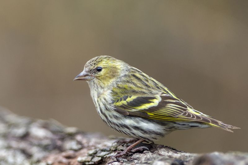 Красавица фото превью