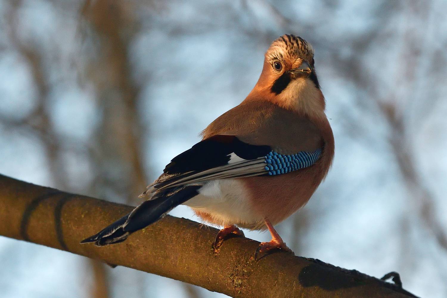 , Игорь Корнейчук