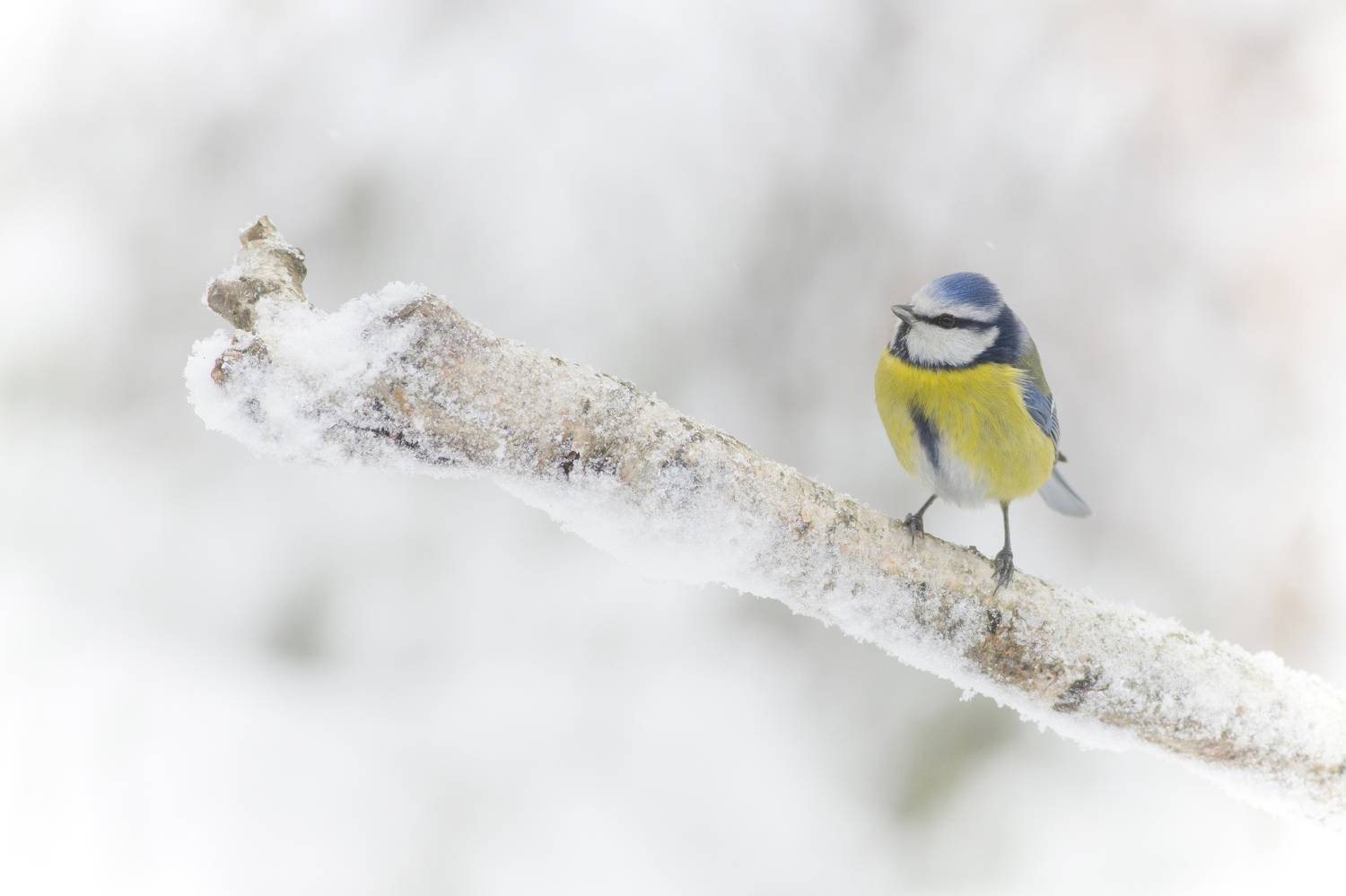 horizontal, photography, bird, animal, wildlife, nature, songbird, bluetit, wild, snow , tit, bluetit, winter, Damian Cyfka