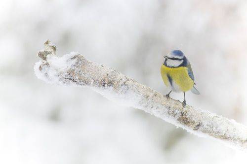 Blue tit