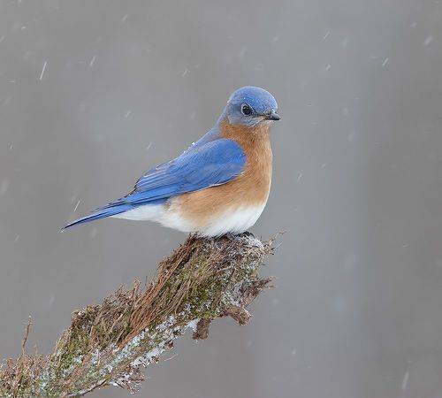 Eastern Bluebird, male -Восточная сиалия, самец