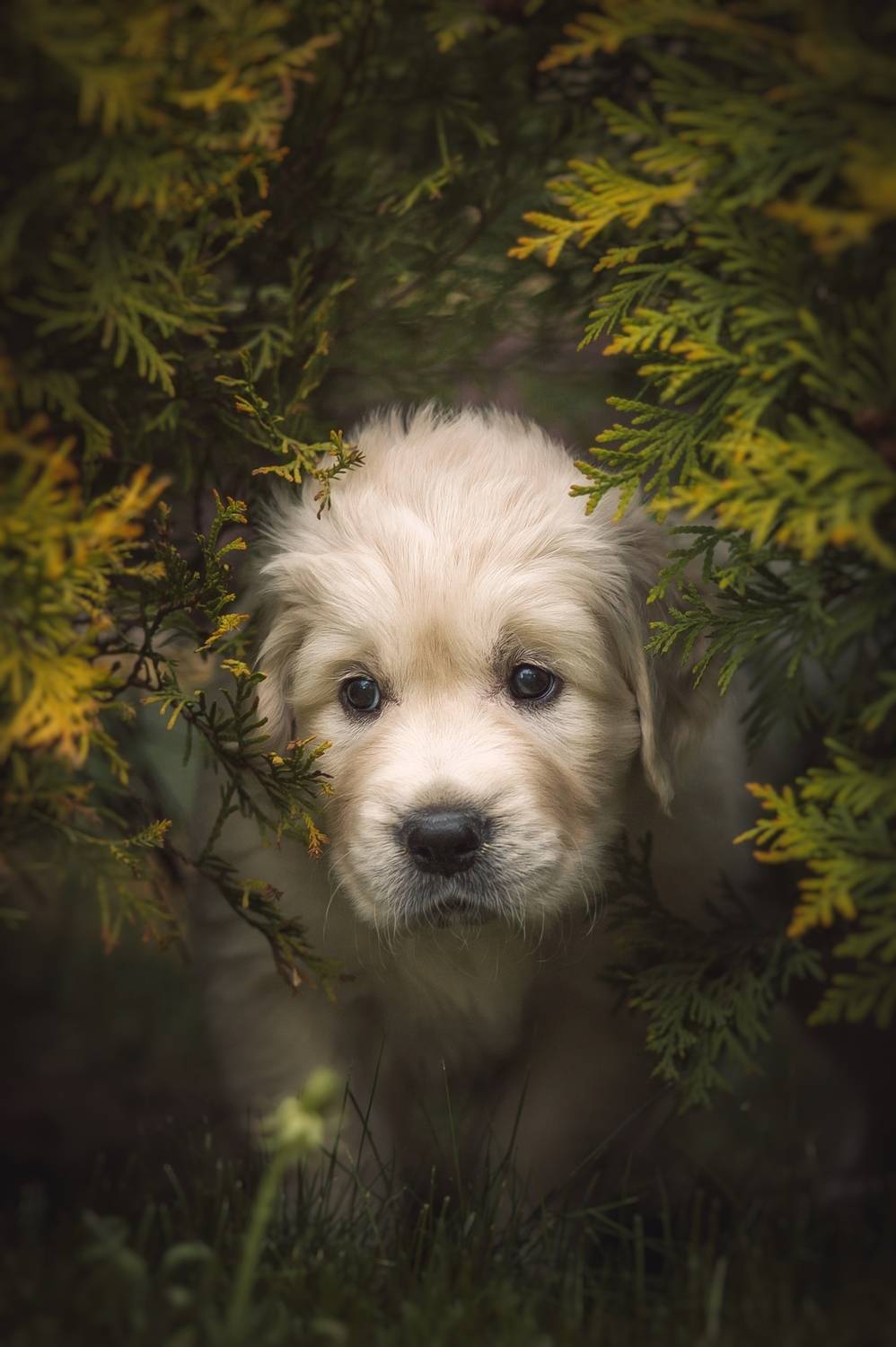 , Елена Раздвилова