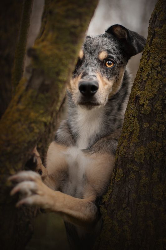 Hyena фото превью
