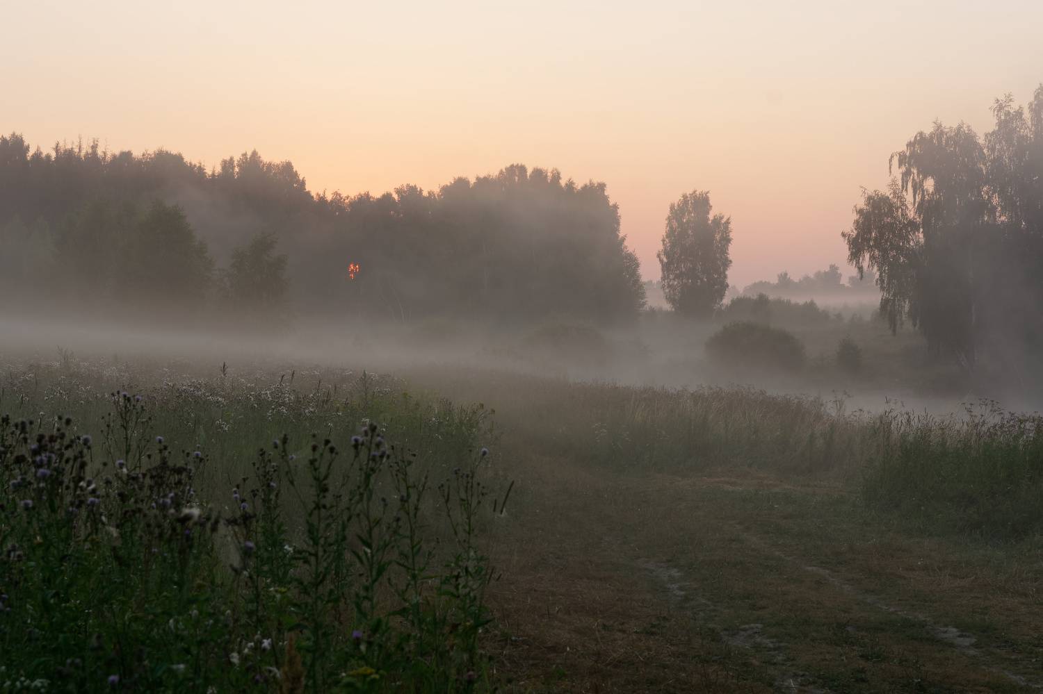 рассвет, восход, лес, луг, туман, dawn, sunrise, forest, meadow, fog, Пётр Калачев