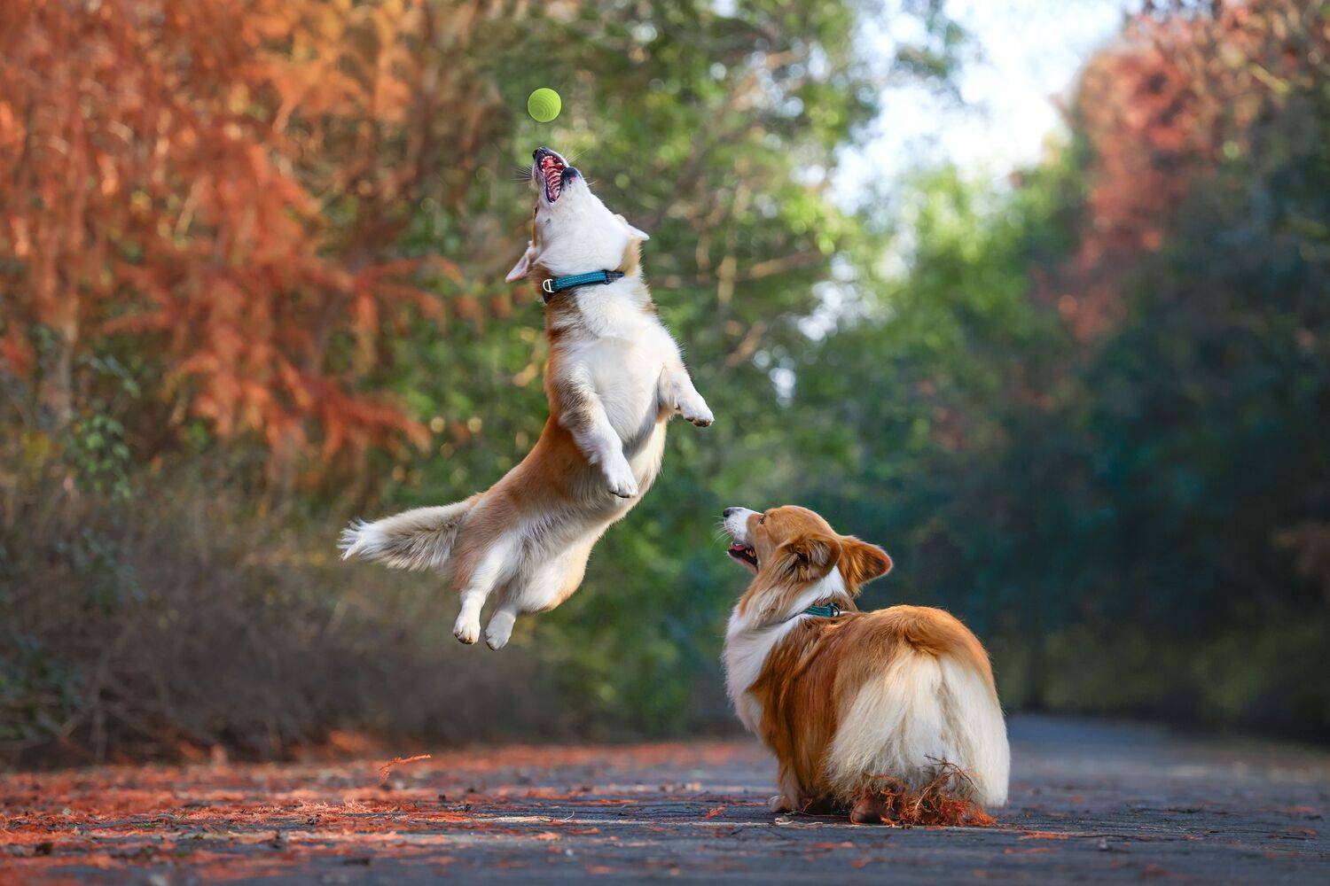 , 宠物摄影师狗哥
