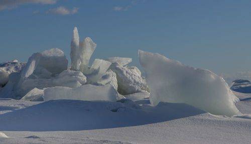 Белый миша и ледяной цветок
