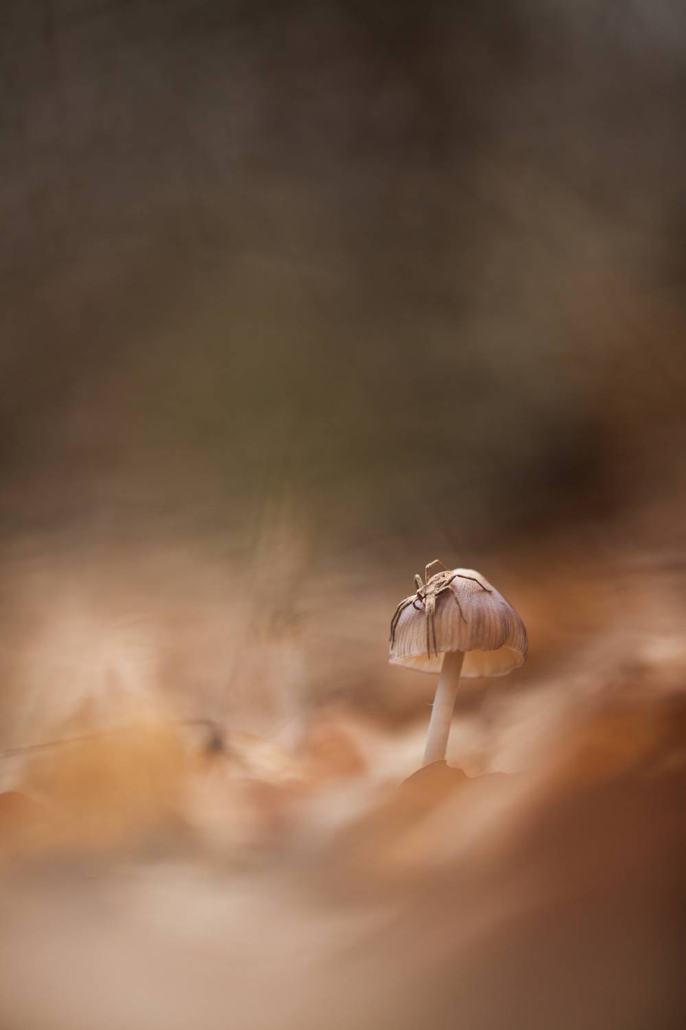 , Викулов Николай