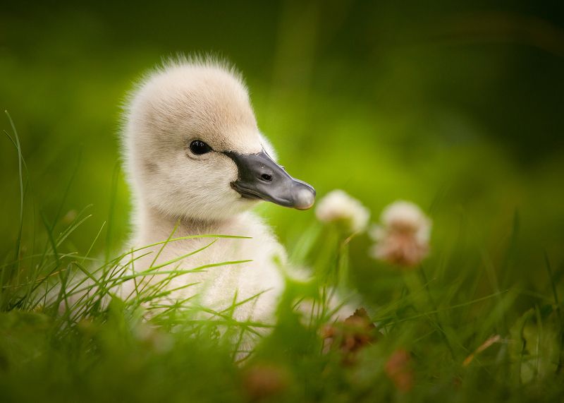 Black swan фото превью