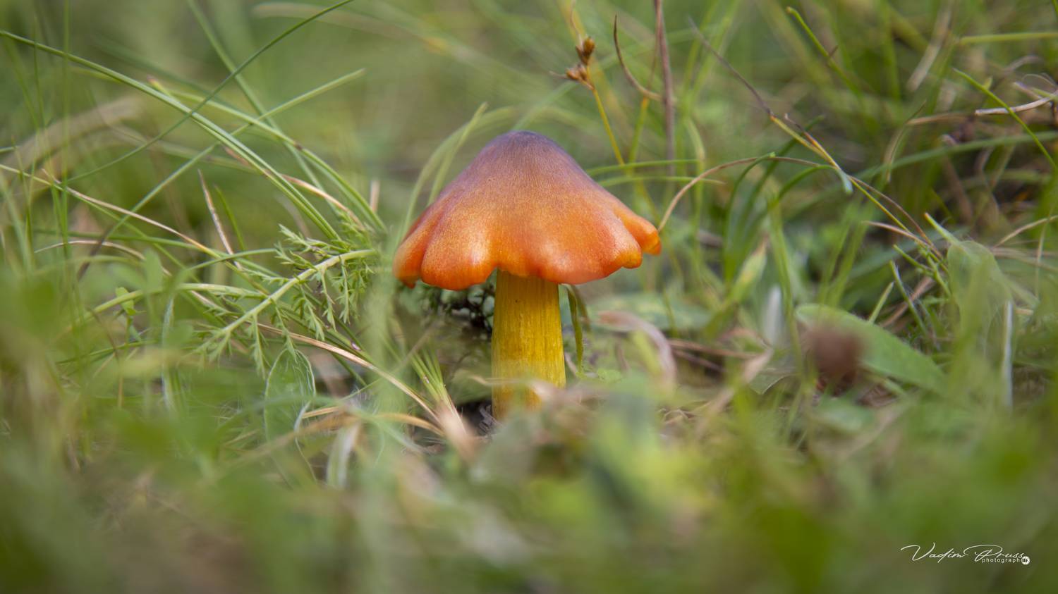 Гигроцибе коническая, Hygrocybe conica, гриб, природа, фотография, лес, грибница, несъедобно, mushroom, nature, photography, forest, mycelium, inedible, Vadim Svirin