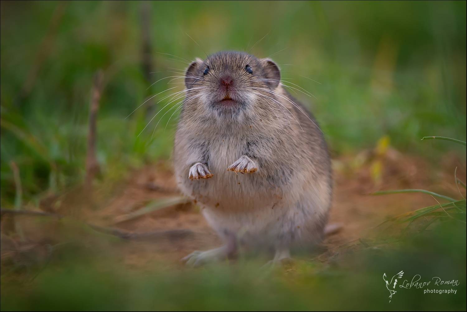 , Лобанов Роман