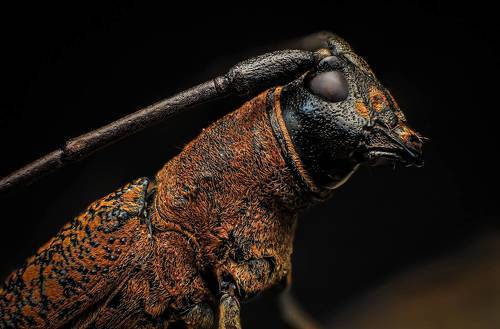 Longhorn Beetle