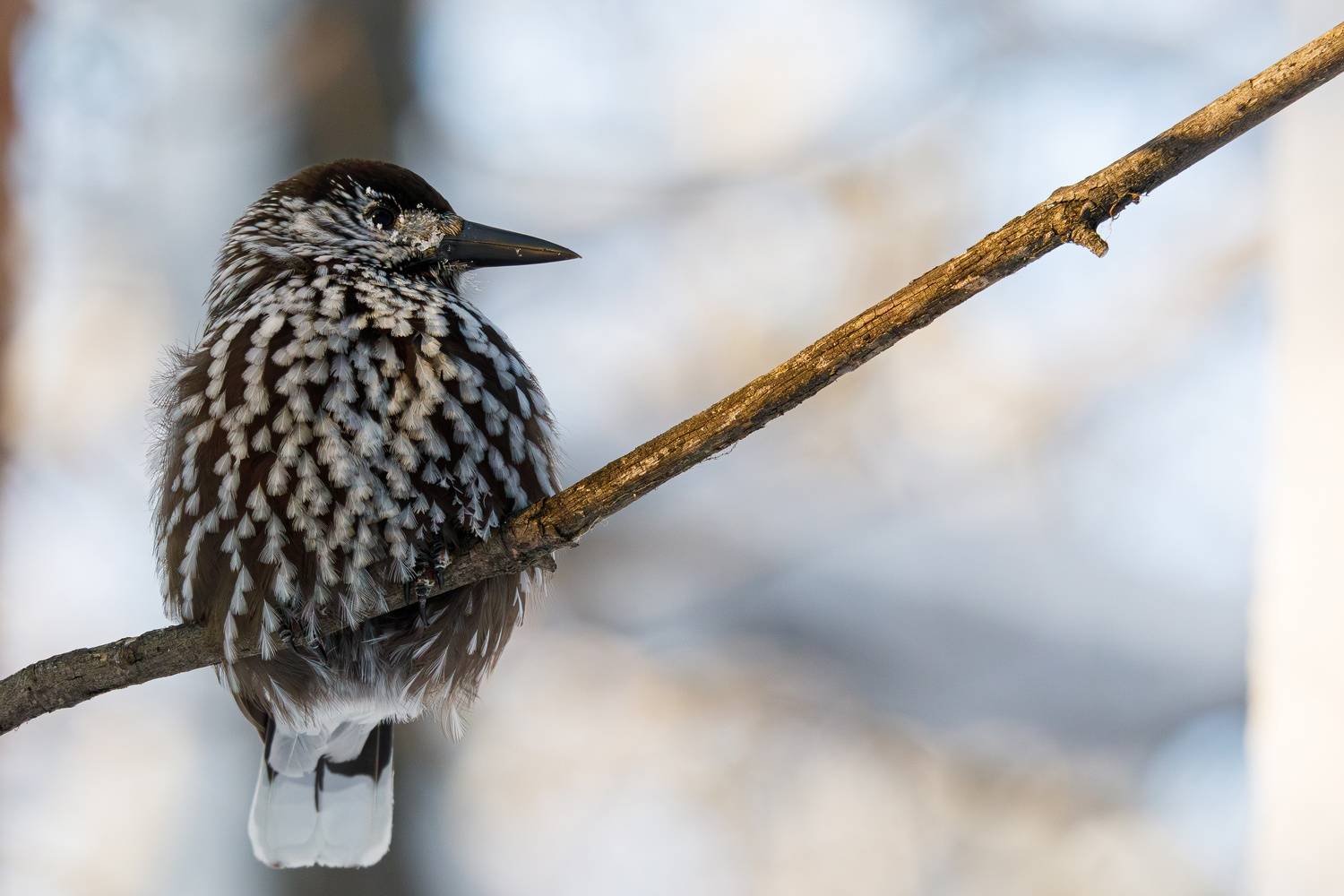 , Гильманов Артур
