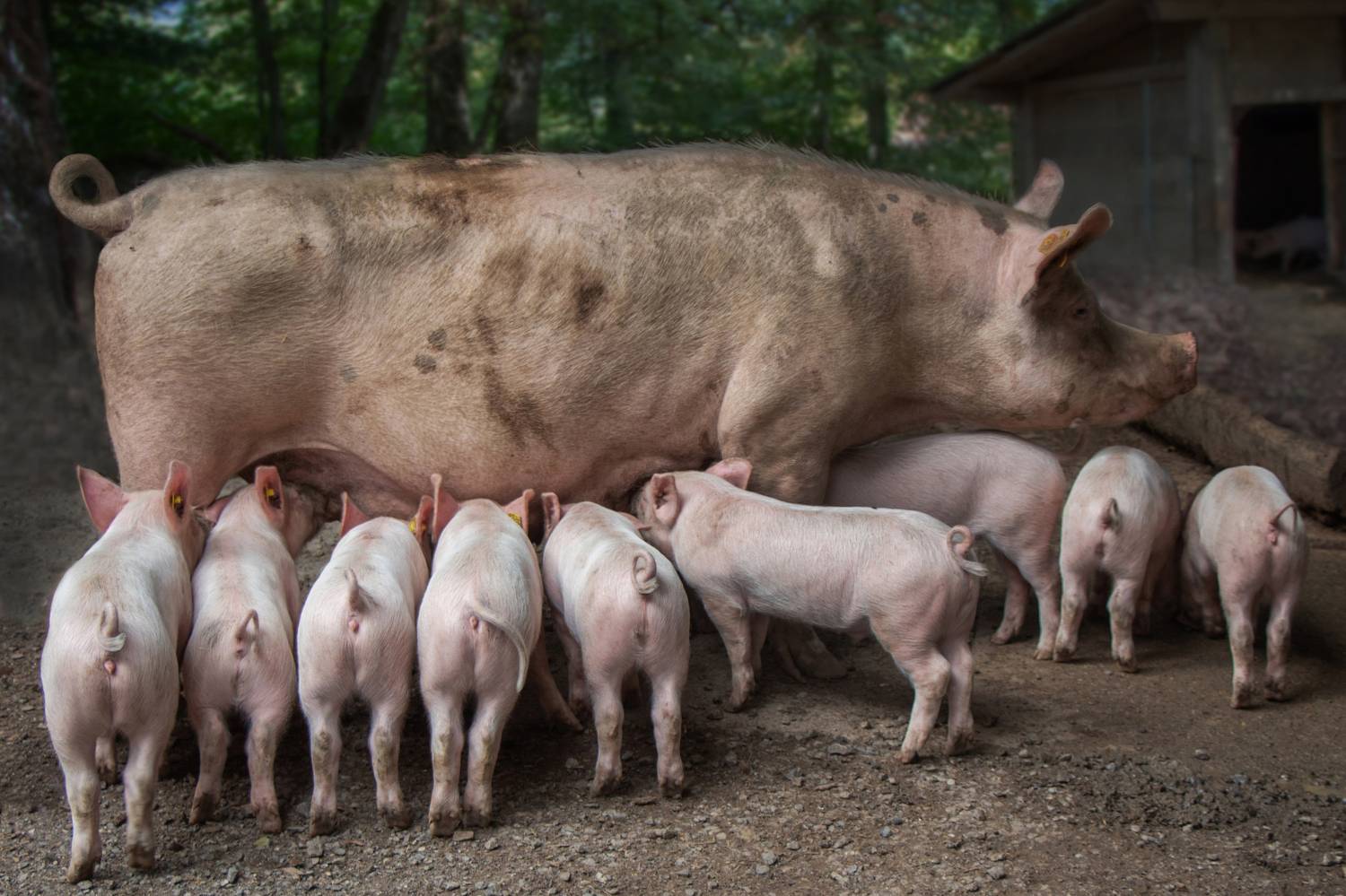 , Вадим Городницкий