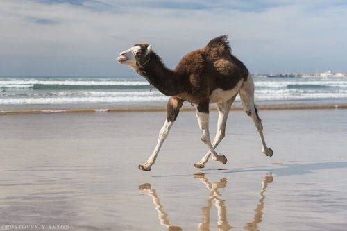 Марокканская низкоорбитальная.