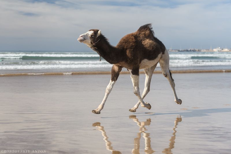 верблюд, Марокко, океан, вода, фототур,  Марокканская низкоорбитальная. фото превью