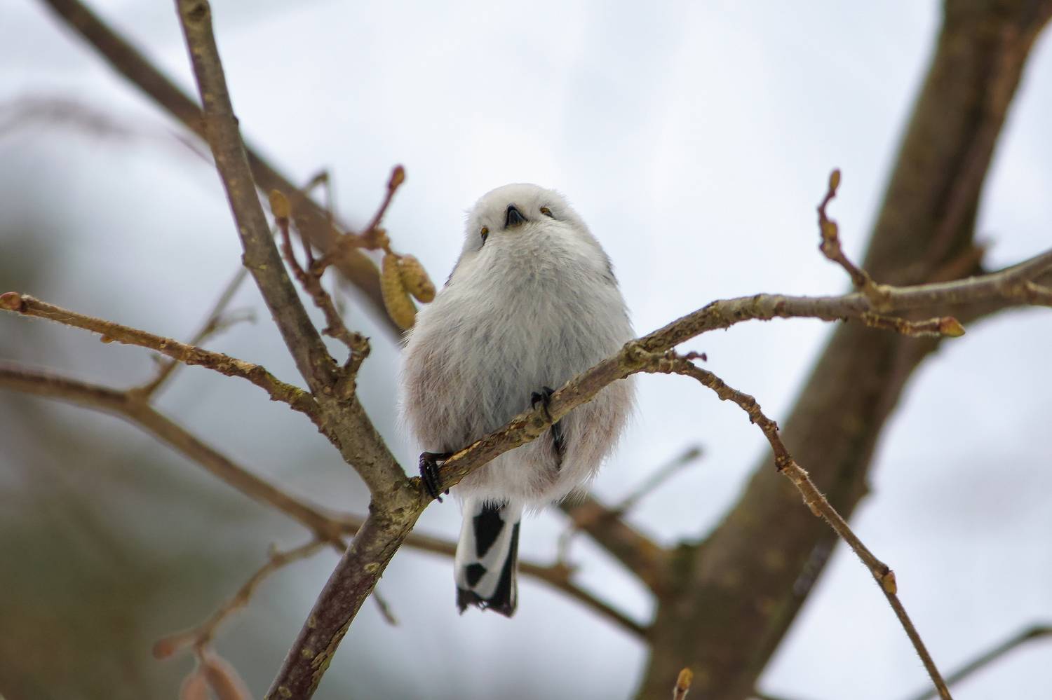 длиннохвостая синица, ополовник, aegithalos caudatus., КарОл