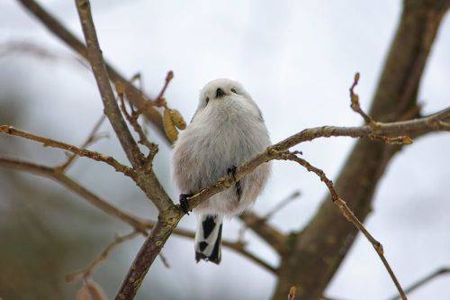 Ополовник (Aegithalos caudatus)