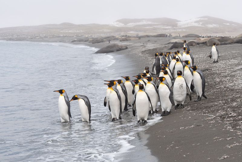 south georgia, king penguins Очереди фото превью