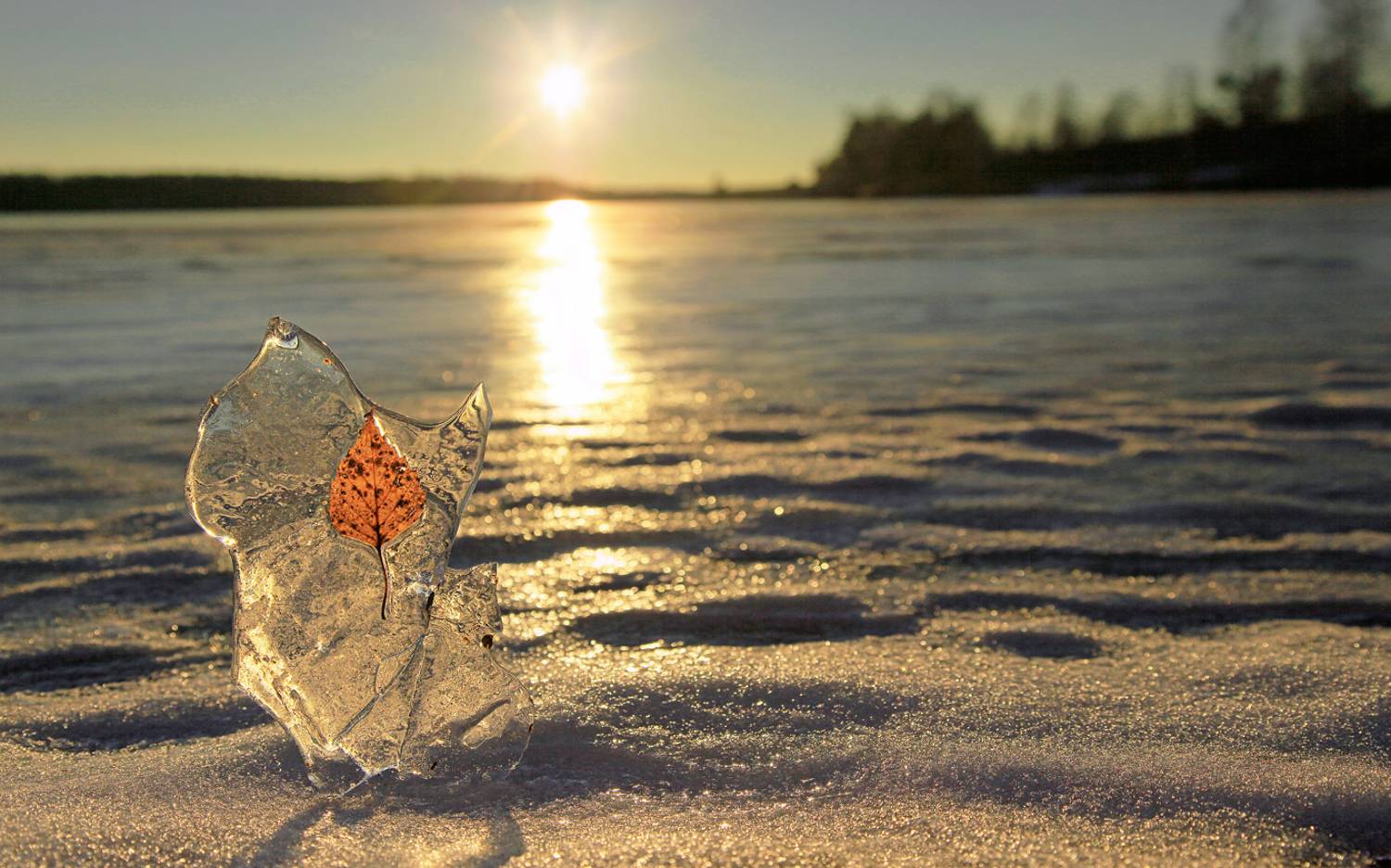 , Алексей Хахлов