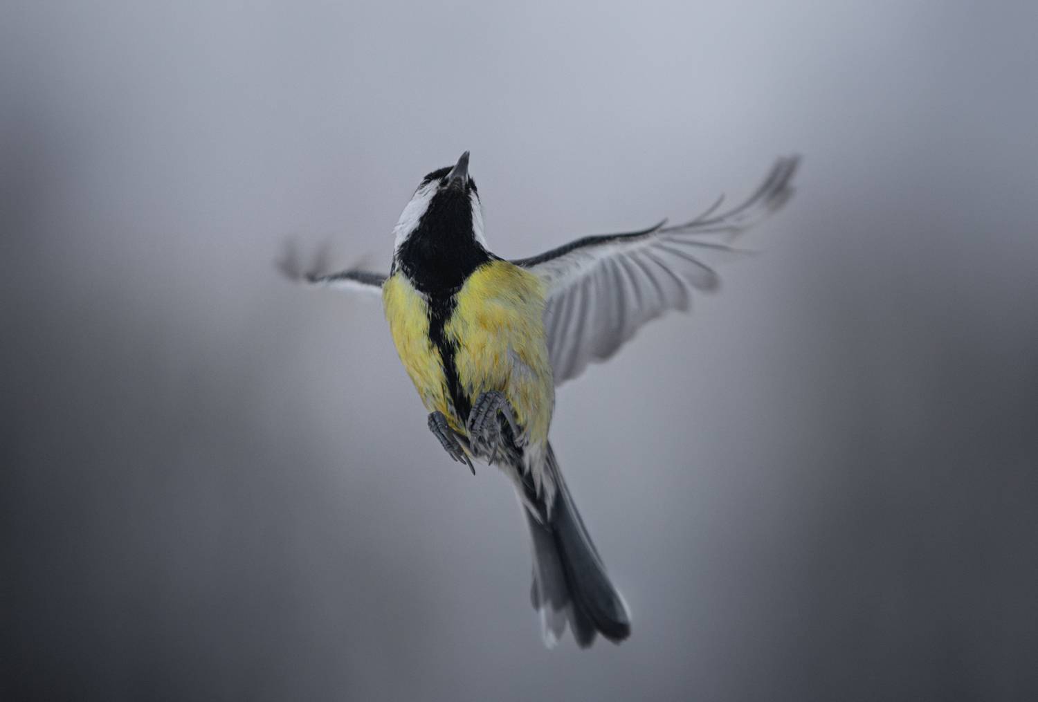 лес, свет, утро, природа, синица, птицы, Баранов Олег