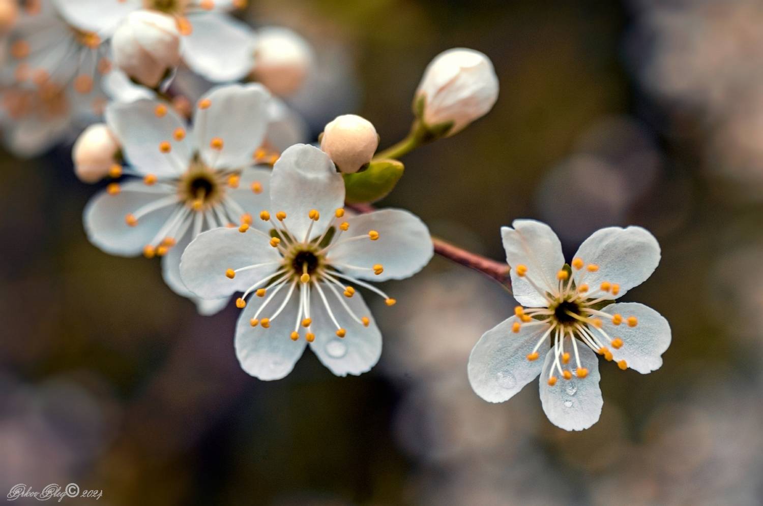 , Орлов Олег