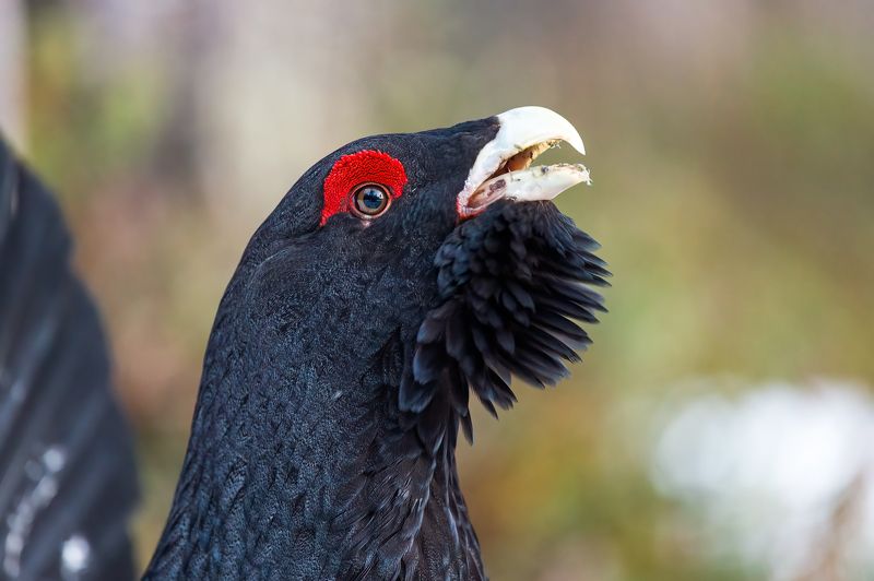 Портреты глухарей. фото превью