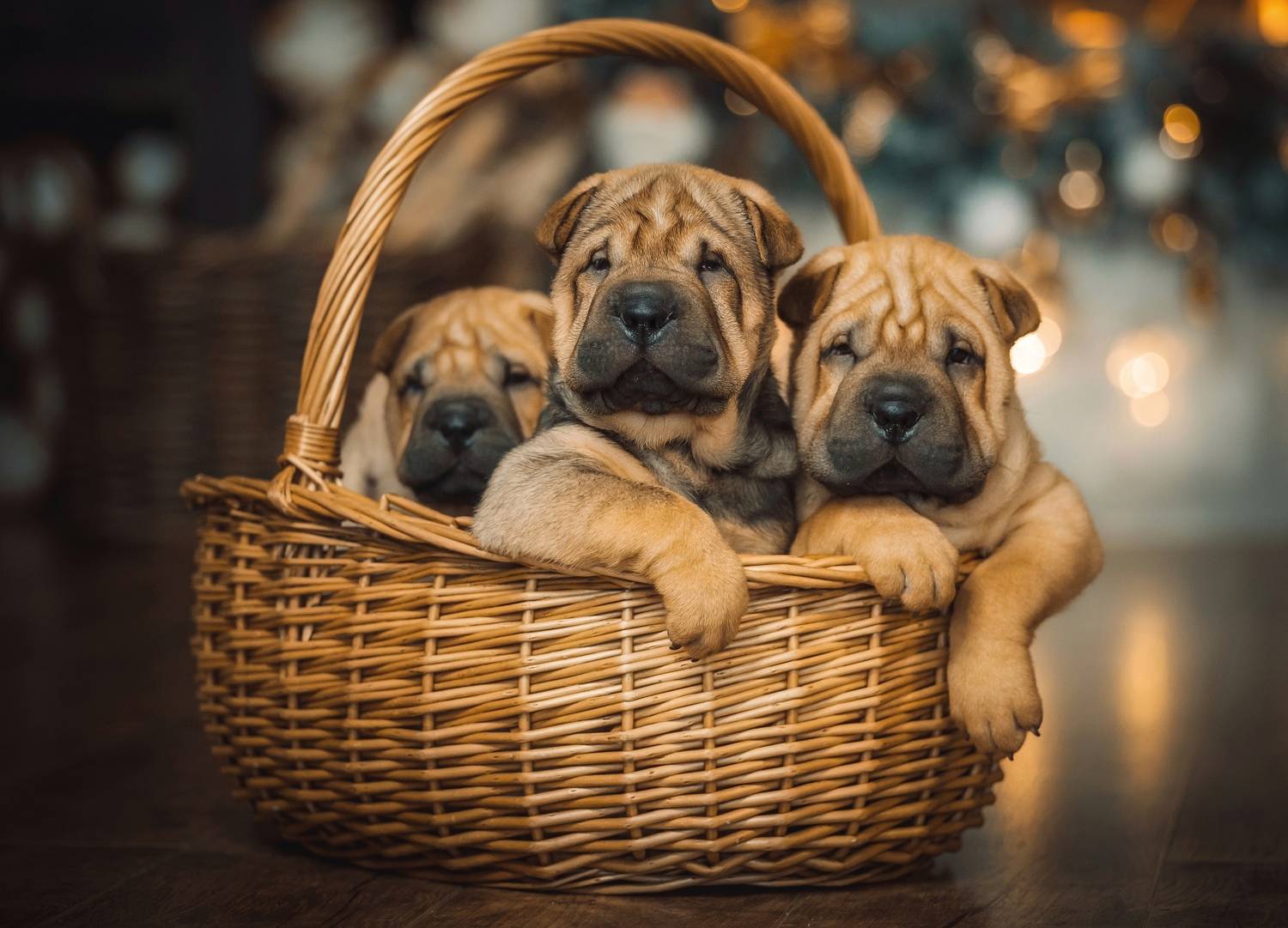 , Елена Раздвилова