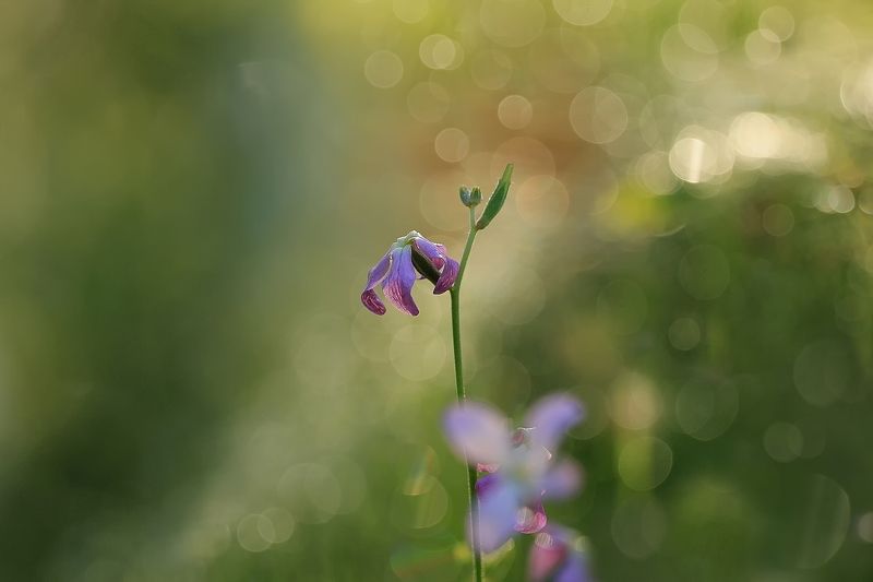 Утренние вибрации фото превью