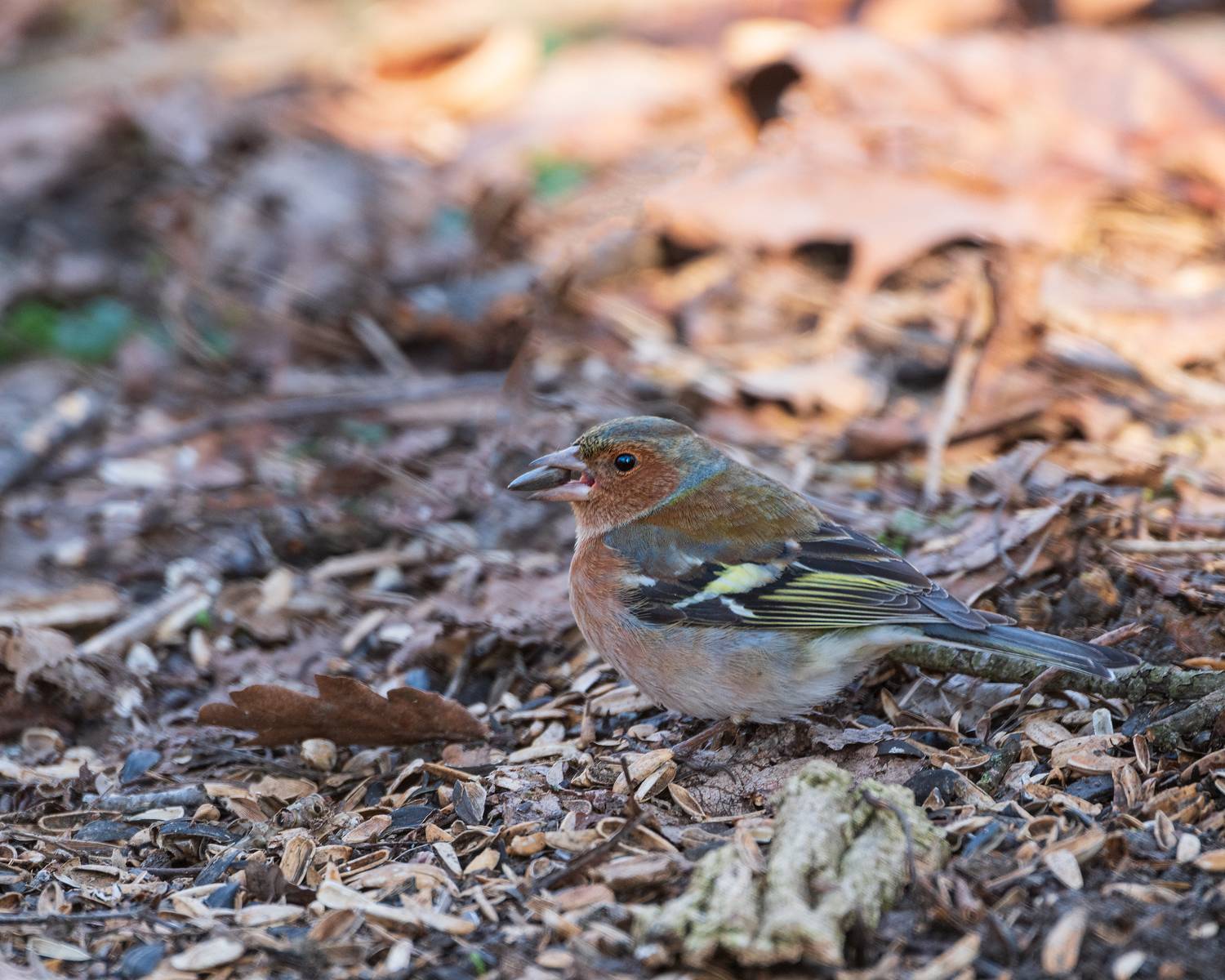 , Алексей Рыльский