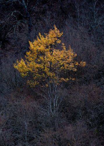 Left over from autumn