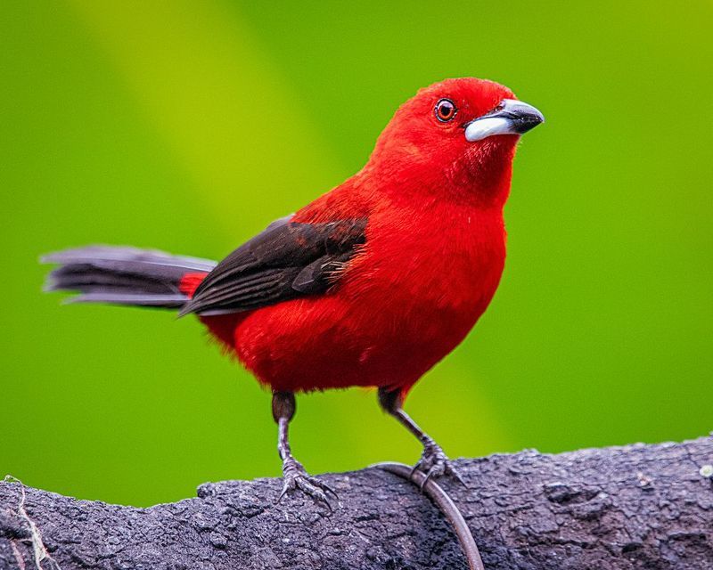 Tiê-sangue (Brazilian Tanager) фото превью